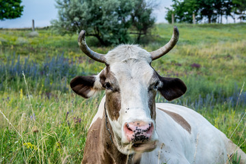 Cow in the grass on