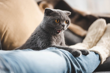 grey scottish fold cat lying on female legs on sofa