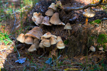Inocybe mushrooms, grown on a larch stump.