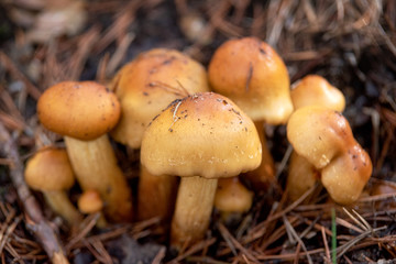 Beautiful closeup of forest mushrooms. Gathering mushrooms. Mushrooms photo, forest photo, forest background .