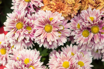 Fototapeta premium Group of beautiful pink chrysanthemums