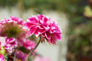 Beautiful bright purple chrysanthemum flower on the background