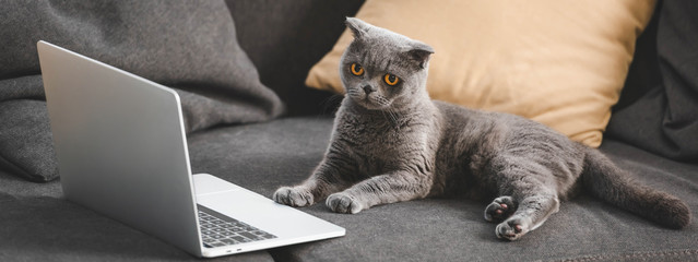 gray scottish fold cat lying on sofa with laptop