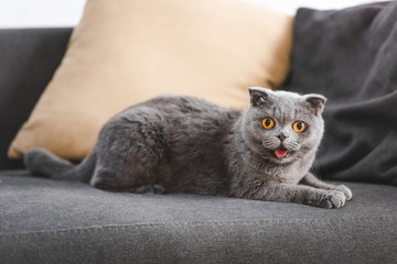 gray scottish fold cat meows on sofa with pillows
