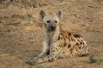 Foto op Aluminium Wild hyena laid down on the ground © F.C.G.