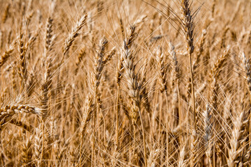 ears of wheat on the field