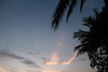 Silhouette of the coconut tree against the sky.