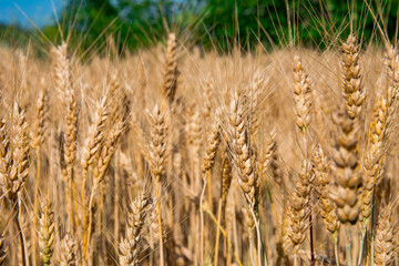 ears of wheat on the field