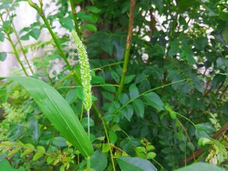 cucumber growing in the garden