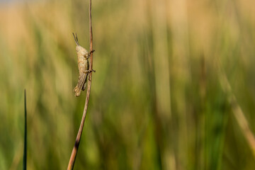 grasshopper sitting in the grass