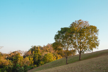 Obraz premium Two tree on grassy hill and blue sky in the morning with clouds in the background.