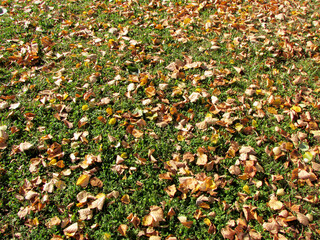 Obraz premium Lawn in the autumn leaves.