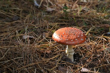 Amanita muscaria, muscimol mushroom. Commonly known as the fly agaric or fly amanita, classified as poisonous.