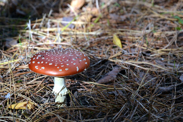 Amanita muscaria, muscimol mushroom. Commonly known as the fly agaric or fly amanita, classified as poisonous.