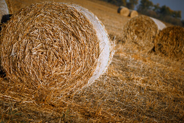 Hay bail harvesting in wonderful autumn farmers field landscape with hay stacks