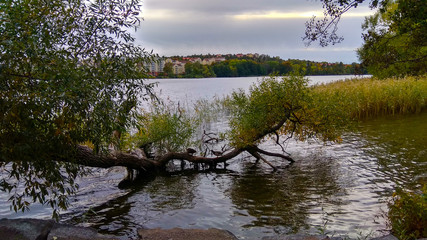 autumn trees at Stockholm