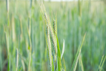 Young ears of wheat in summer field