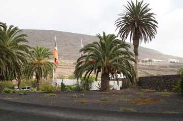 Palmen auf Lanzarote