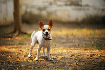 Chihuahua smooth coat in the park in autumn season. Dog smiling. Toy dog.