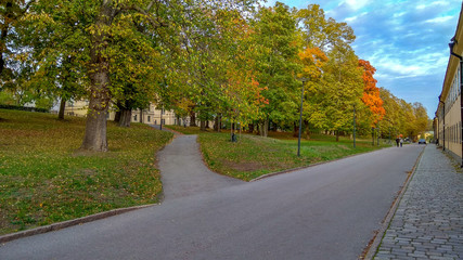 autumn trees at Stockholm