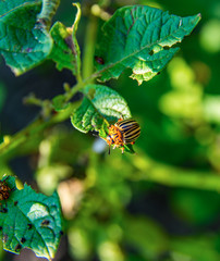 Potato bugs on green leaves of potato bush.