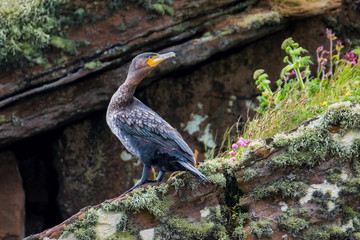 Cormorant sanding on a cliff ledge