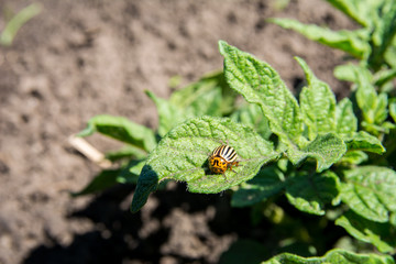 Potato bugs on green leaves of potato bush.
