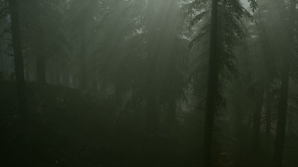 8K Misty Spring Morning in Pine Tree Forest