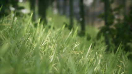 8K Bright spring grass field with sunlight