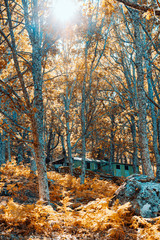 Hut in a chestnut forest among the trees.