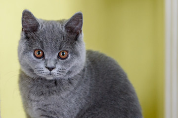 British Shorthair Cat Photos Royalty Free Images Graphics