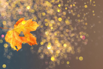 autumn scenery with blurred background. falling leaf with bokeh lights