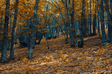 Obraz premium Autumn chestnut forest in Spain with warm colors