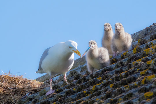 Herring gull feeding chicks on a roof