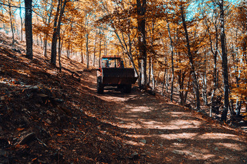 Tractor in autumn chestnut forest in Spain with warm colors