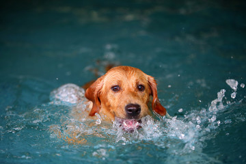 Labrador retriever make splashing water in swimming pool. Dog swimming.