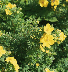 Dasiphora fruticosa | Potentille arbustive ou Potentille frutescente au feuillage dense, argenté, elliptique et soyeux, aux fleurs jaunes or et brillant de floraison estivale