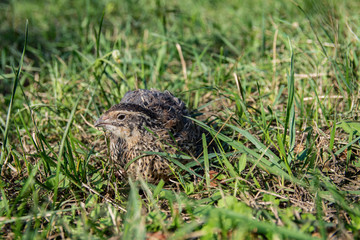 Quail living in free-range