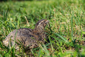 Quail living in free-range