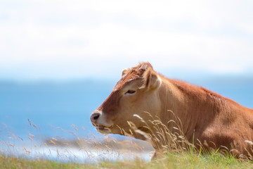 Cow enjoying the sun by the sea