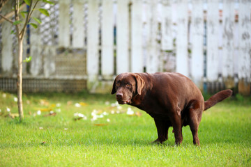 Labrador retriever defecating on grass. Dog shiting in the park.