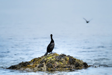 Shag on a rock watching another shag fly away