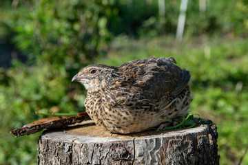 Quail living in free-range