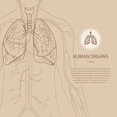 Medical banner template with place for text with human body illustration in vector and linear icon of human internal organs.