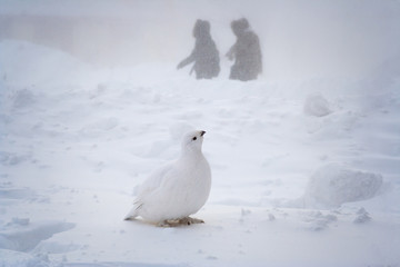 Partridge on a snowy street of the northern city. Snowdrifts after a snowstorm. Pedestrians walk...