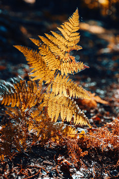 Autumn chestnut forest in Spain with warm colors and ferns