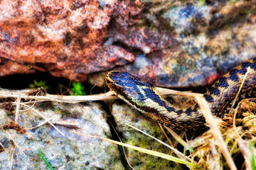 Adder venomous snake