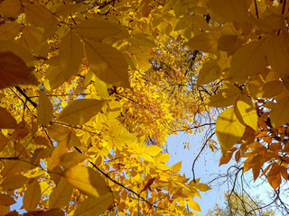 autumn background. yellow leaves on a background of blue sky. natural background