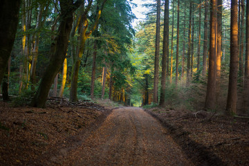 Path in the forrest in Ermelo the netherlands