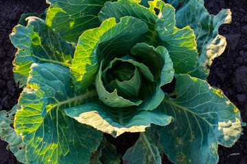 green cabbage grows on the garden